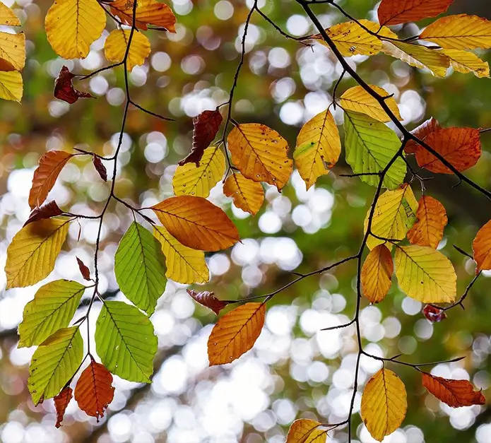 ESG continues to take battering in SFDR funds – what’s the future hold?